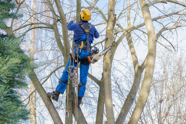 Professional Tree Removal Services in Lake Camelot, WI